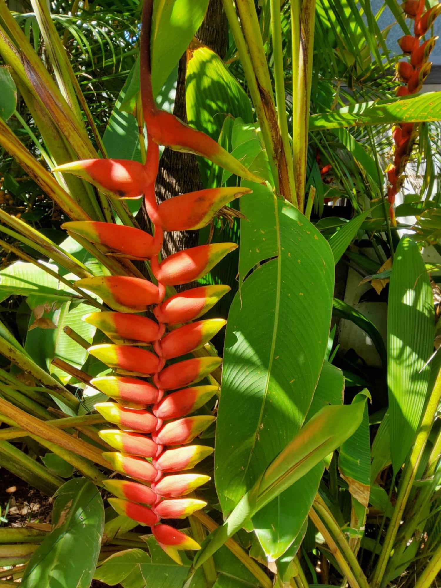 Вилла Beaute Tropicale Сен-Пьер Экстерьер фото